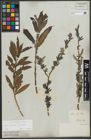 Foto von Salix purpurea L. x Salix viminalis L.
